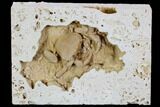 Fossil Crab (Potamon) Preserved in Travertine - Turkey #106454-3